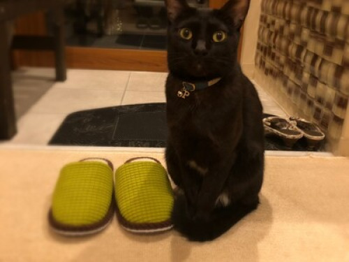 Brand-new Inn w/ nice Kyoto family - Gallery - 20