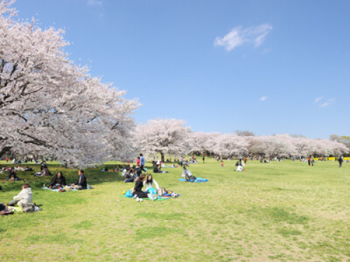 With abundant nature in Tokyo! - Gallery - 51
