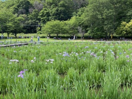 To Shinjuku,Shibuya,Ghibli,Mt.Takao - Gallery - 103