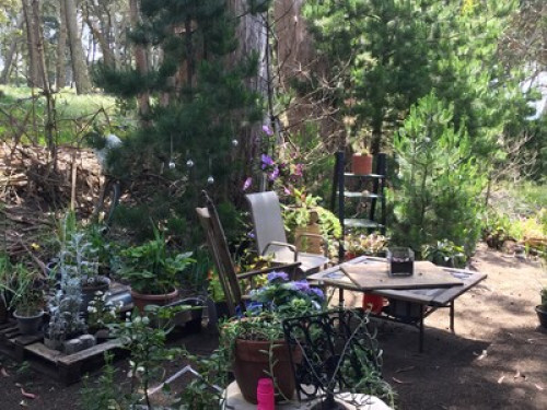 COASTAL LIVING IN THE PRESIDIO