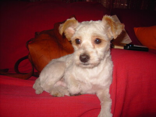 Lestriz Maisonette  - Gallery -  5