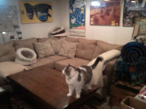 Cat  lovers welcome. I have a pool! - Gallery - 13