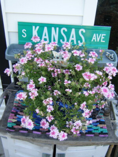 Cat  lovers welcome. I have a pool!  - Gallery -  5