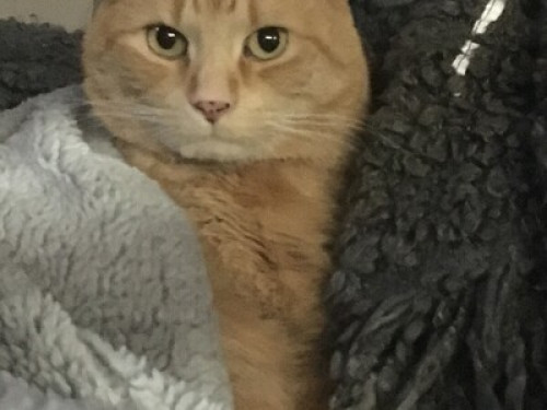 Cozy in Hamilton 