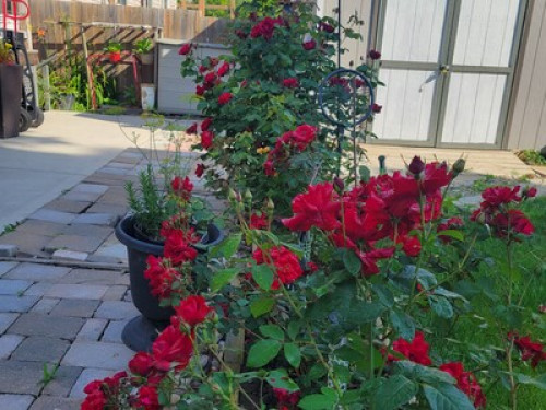 Private separate basement apt 