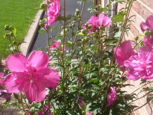 Fall in love with Canadian culture!