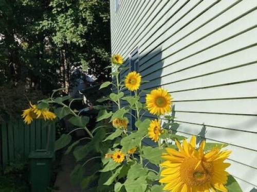 Rooms in Halifax - Gallery - 15