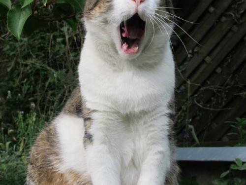 Awesome host Allach-Untermenzing  - Gallery -  5