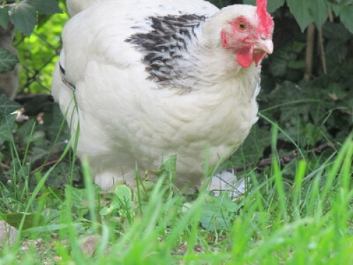 Awesome host Allach-Untermenzing