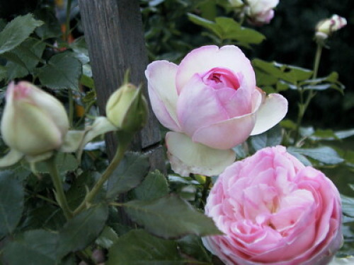 B&B in my sustainable house Poissy