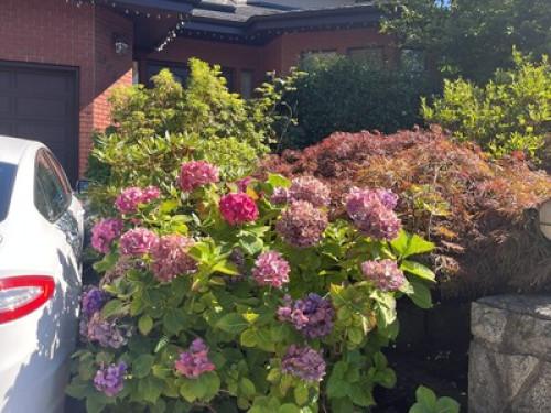 welcome-to-our-home-in-forest-hills-burnaby-198987292620240815011042AM