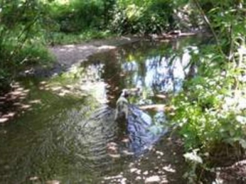 Country setting near the sea - Gallery - 7