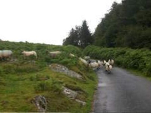 Country setting near the sea - Gallery - 14