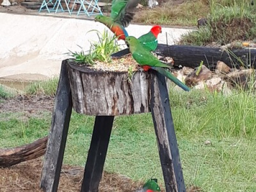 Bush retreat -  beautiful bus