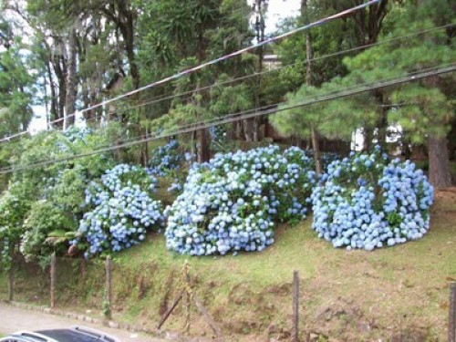 Solar das Hortênsias   - Gallery -  5