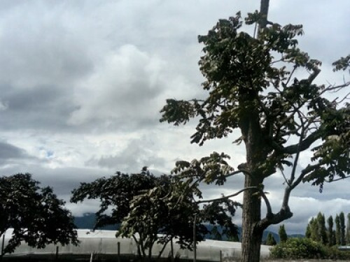 HOMESTAY - The Tree House - Gallery - 11