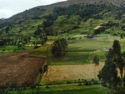 HOMESTAY - The Tree House