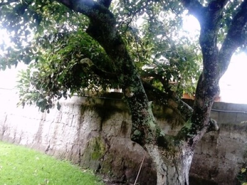 HOMESTAY - The Tree House - Gallery - 12