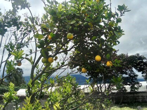 HOMESTAY - The Tree House - Gallery - 24