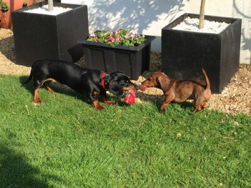 Dachund house