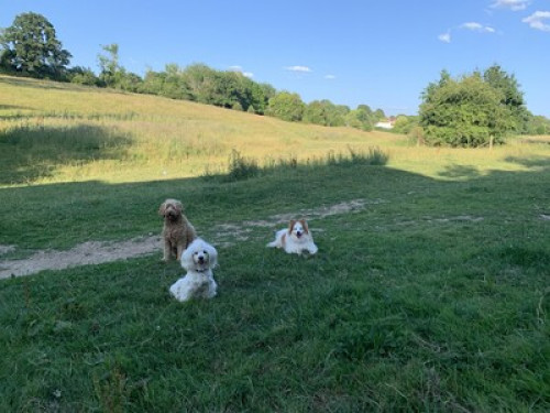 Escape to the country in town