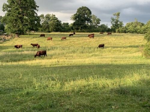 Escape to the country in town  - Gallery -  5