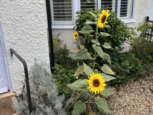 Friendly English Family - Gallery - 17