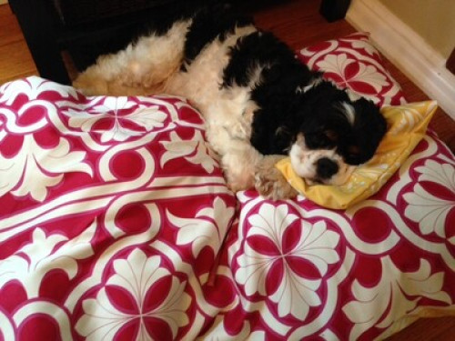 Young family in Saskatoon