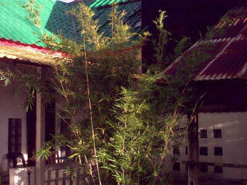 Fun family- loves the paddy field.  - Gallery -  5