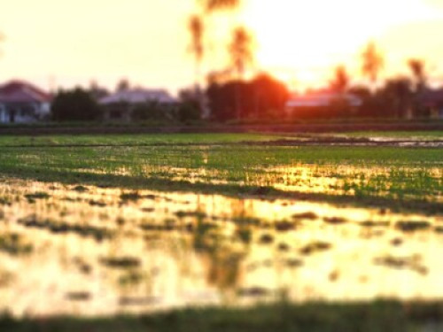 Fun family- loves the paddy field. - Gallery - 18