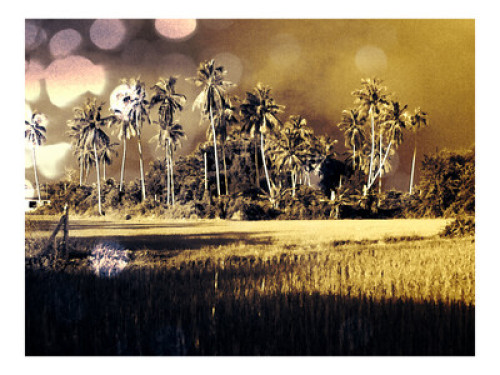 Fun family- loves the paddy field. - Gallery - 32