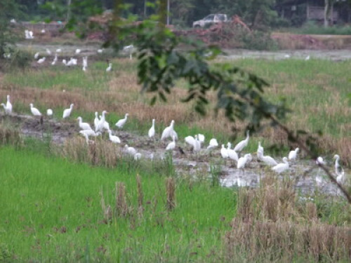 Fun family- loves the paddy field. - Gallery - 29