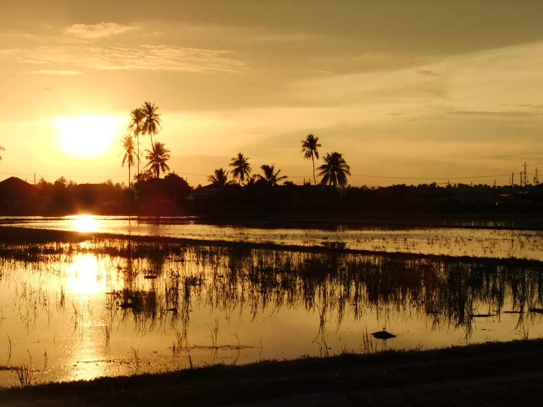  Paddy Field View Ensuite(Single Bed)  -  Fun family- loves the paddy field.  - Gallery -  1
