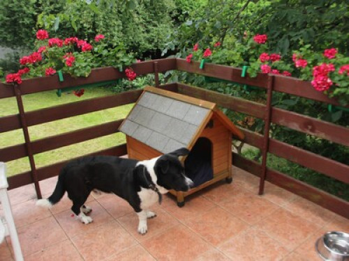 For animal fans -2 cats and a dog - Gallery - 40
