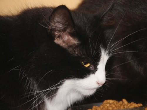 For animal fans -2 cats and a dog - Gallery - 28