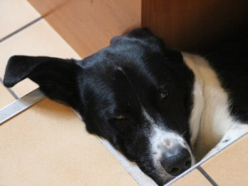 For animal fans -2 cats and a dog - Gallery - 19