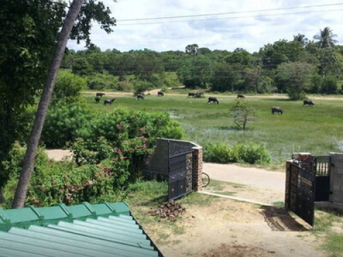 Quiet Homestay on Rekawa Beach - Gallery - 10