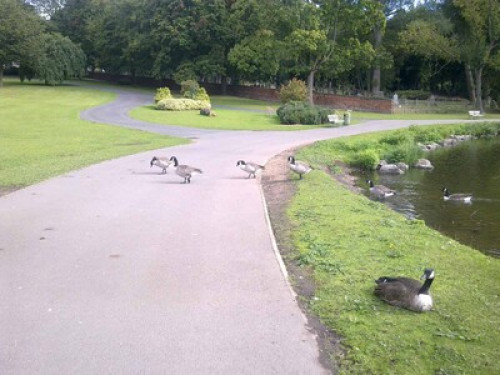 come-and-share-our-lovely-clean-br-birmingham-59115460420240815033319AM