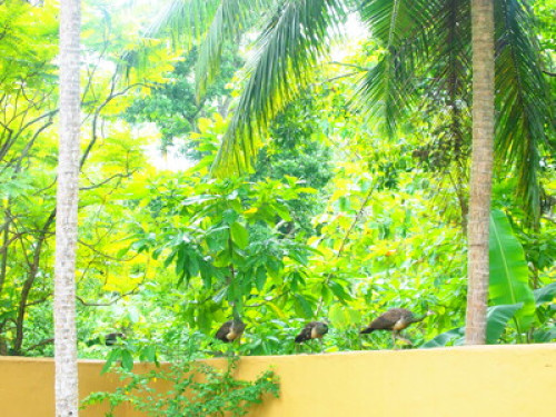 looking for luxury and greenery? - Gallery - 7