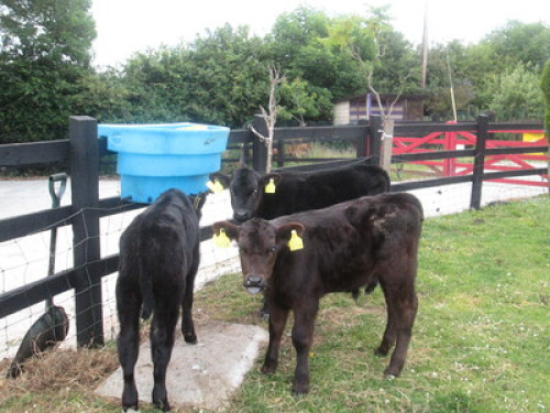 family Home  loves horses Boskill  - Gallery - 54