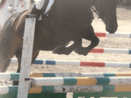 family Home  loves horses Boskill   - Gallery -  5