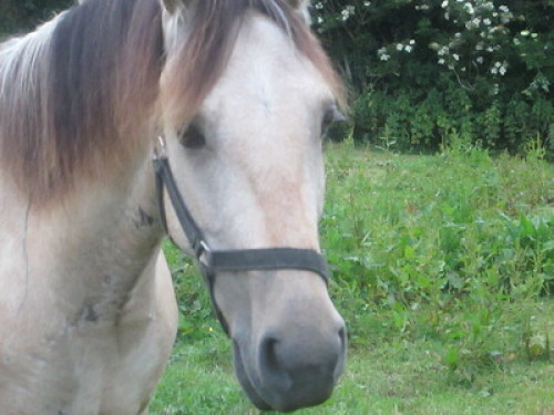 family Home  loves horses Boskill  - Gallery - 55
