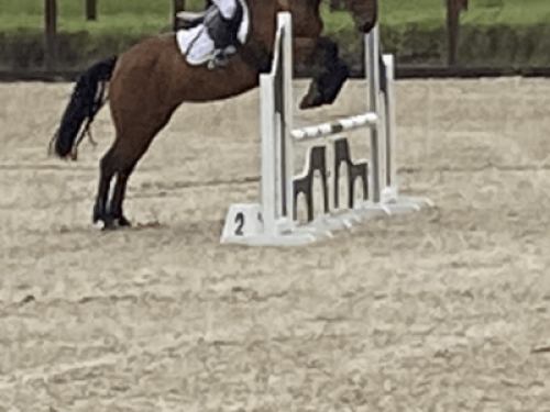 family Home  loves horses Boskill  - Gallery - 11
