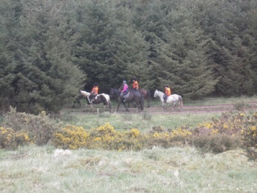 family Home  loves horses Boskill  - Gallery - 45