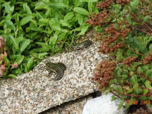 Room with private bathroom, kitchen, entrance