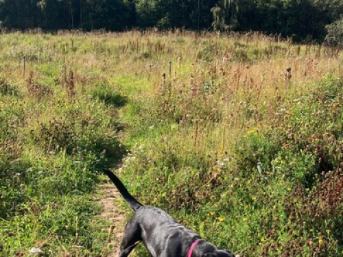 family-home-with-loveable-lab-edinburgh-31128913020240815044533AM