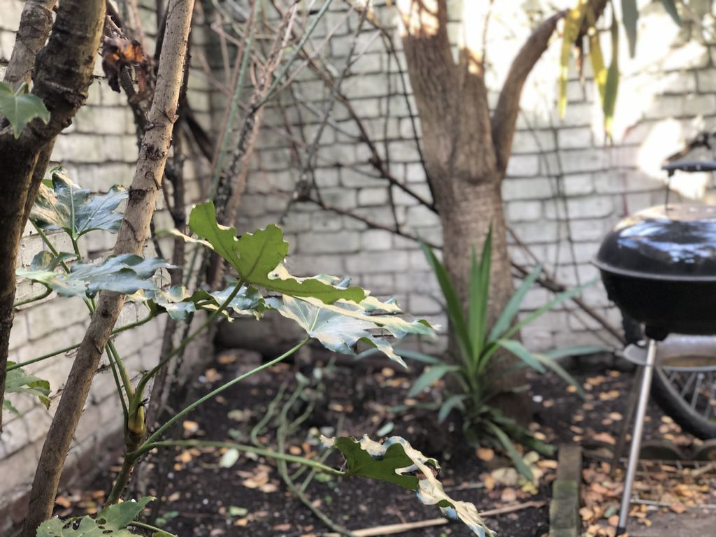 Rua Professor Jorge da Silva Horta, Lisbon