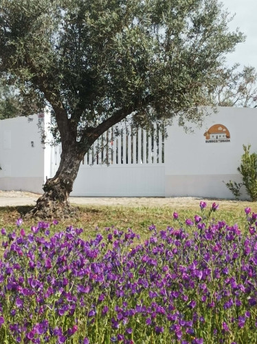 CASA DAS OLIVEIRAS Spacious & Confy Country-House in private sustainable family property amidst nature in Baixo-Alentejo Inland - PORTUGAL - Gallery - 37