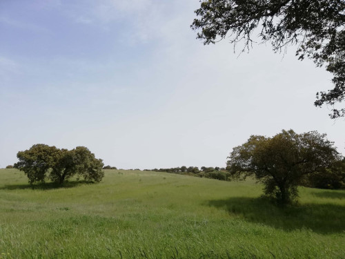 CASA DAS OLIVEIRAS Spacious & Confy Country-House in private sustainable family property amidst nature in Baixo-Alentejo Inland - PORTUGAL - Gallery - 9