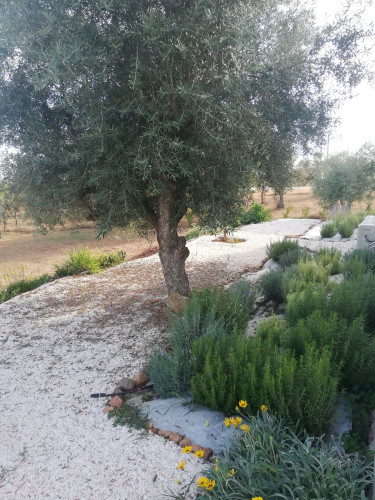 CASA DAS OLIVEIRAS Spacious & Confy Country-House in private sustainable family property amidst nature in Baixo-Alentejo Inland - PORTUGAL - Gallery - 88